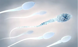 男性生育力新指标：精子 DNA 碎片指数（DFI），你了解吗